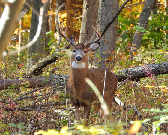 Male Buck with Antlers