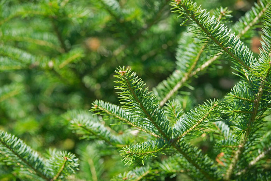 A close-up of a pine tree's needles. 