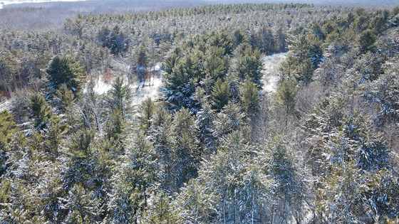 A winter forest scape seen from above, with snow-covered pine trees.