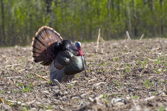 a turkey displaying feathers walking in a field