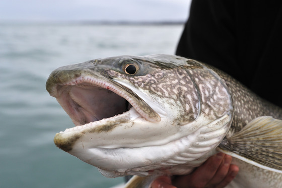 A close-up shot of a lake trout's head and open mouth in the hands of an angler.