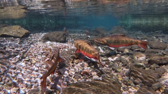 An underwater view of brook trout swimming along the gravel bottom of a shallow stream.