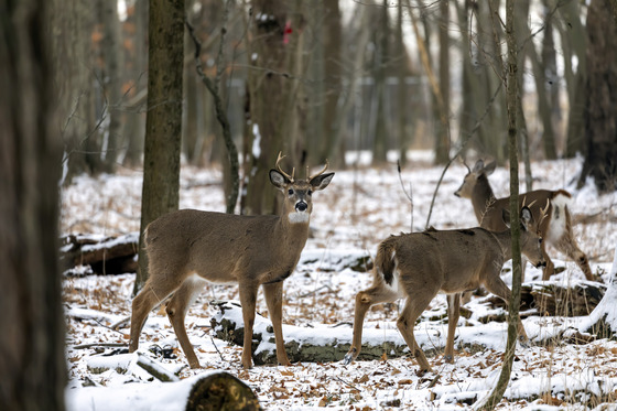 Three small white-tailed buck walk through a snow-covered hardwood forest.