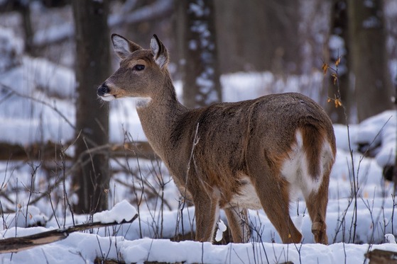 An antlerless deer standing in a snow-covered wooded area while looking at something out of frame. 