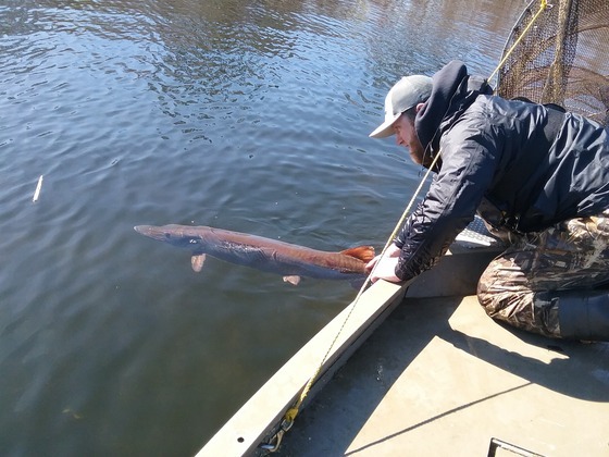 A man in a black jacket holds the tail of a large musky while preparing to release the fish. 