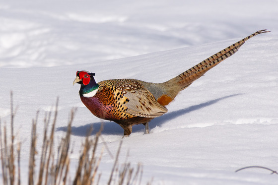 A pheasant walks through the snow. 