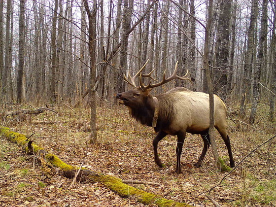 A large bull elk walks through a dense, leafless forest in late fall.