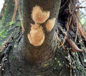 Spongy moth egg masses on a tree