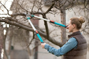 A woman uses pruning shears to remove a tree's branches.