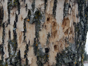 Closeup of woodpecker damage to the bark of an ash tree.