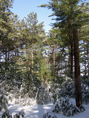 Photo of a pine plantation in wintertime