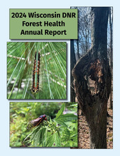 The cover of the Wisconsin DNR's 2024 Forest Health Annual Report