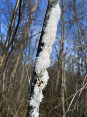 A tree with wool from woolly alder aphids that looks like snow or frost on the branch