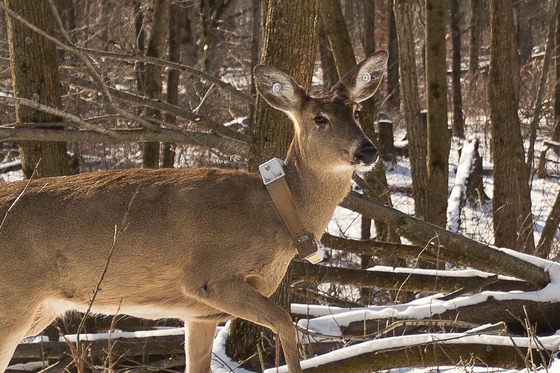 A white-tailed deer walks through the forest with a tracking collar on its neck. 