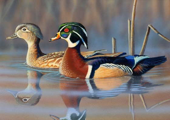 A beautiful painting portraying a male and female wood duck floating alongside cattails and reeds in the early fall. 