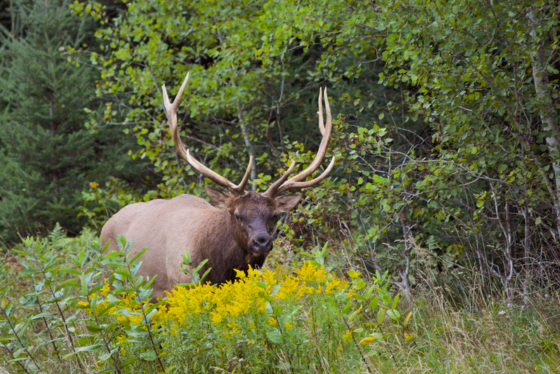 An elk stands a field in summer, with forest behind. 