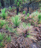 Photo of red pine needles showing browning after too much moisture loss over the winter months.