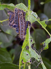 Closeup photo of forest tent caterpillars feeding on a leaf