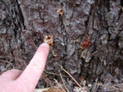 Photo of a pitch tube created by a red turpentine beetle on the stem of a red pine tree.