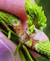 Closeup photo showing spruce budworm feeding on spruce tree buds