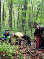 Photo showing volunteers pulling garlic mustard in a woodlot.