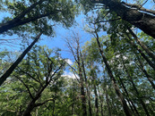 Photo showing a stand of oak trees in which one tree (in the center) has been killed by oak wilt
