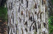 Photo showing many spongy moth caterpillars on a tree trunk, with most killed by viral or fungal infections