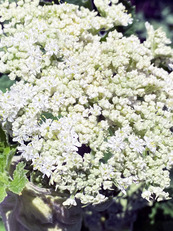 Photo of an umbel (flowers) of a cow parsnip plant.