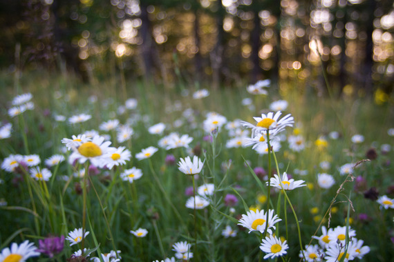 Wildflowers in the forest