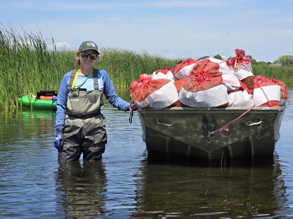 A person in waders stands next for a floating raft filled with bags of invasive plants.