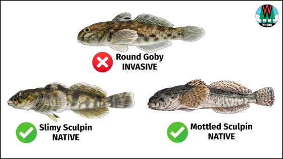 An illustration showing a round goby fish, which is invasive, compared to a mottled sculpin and slimy scuplin, which are native.