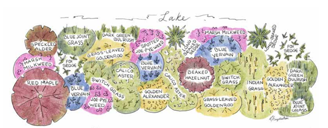 A drawing of native plants and their names in a collage. 