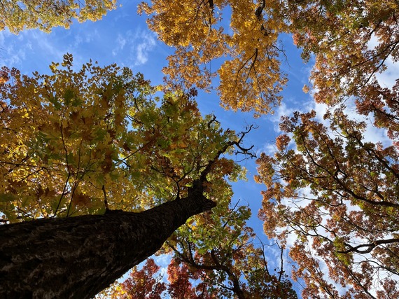 Fall Leaves On Trees Looking Up At Sky