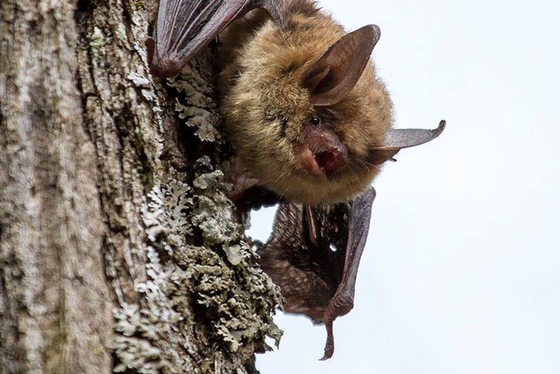 A northern long-eared bat clinging to a tree.