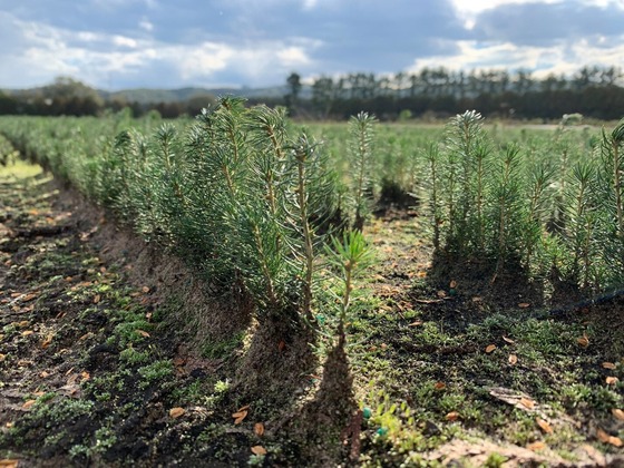 young white spruce seedlings growing in a field at Wilson State Nursery