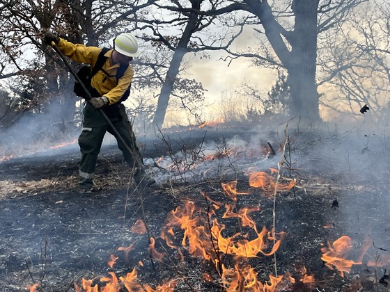 A wildland firefighter walks through a smoldering wildfire using a shovel to put out the flames.