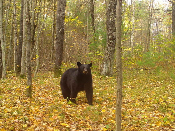 A black bear walks though a forest. The forest floor is covered by yellow and brown fallen leaves.
