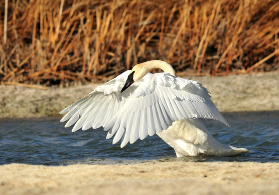 An adult trumpeter swan extends its wings as it lands on the water.