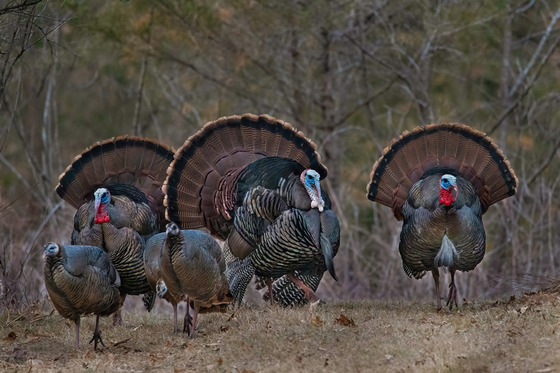 A flock of wild turkeys leaving woods.