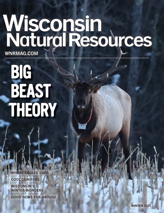cover of winter WNR magazine showing a large bull elk standing in a snow covered field