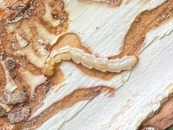 Emerald ash borer larvae carve channels while feeding under the bark of ash trees.