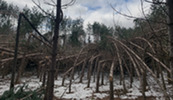 An ice storm that hit Northeast Wisconsin on March 29-30, 2025, caused red pine trees to bend and snap.