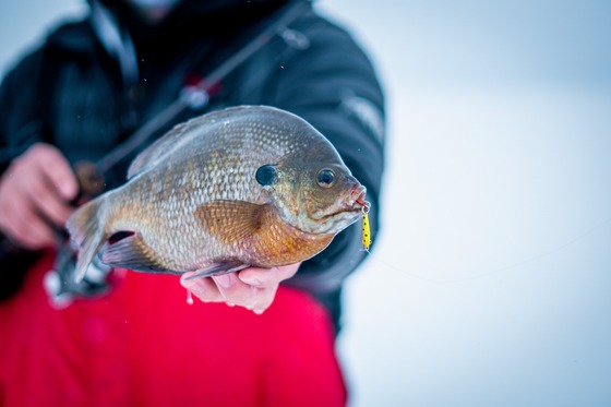 An ice angler holds a freshly caught bluegill close to the camera.