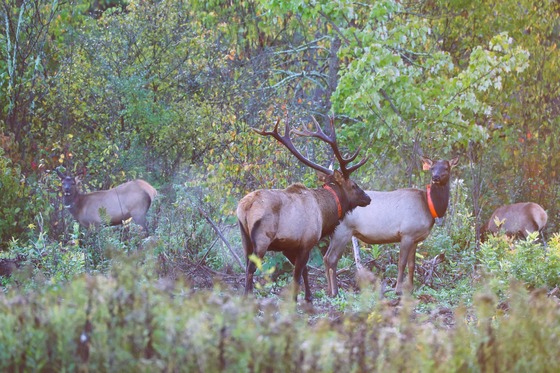 One large bull elk and three cows stand in a forest clearing. 