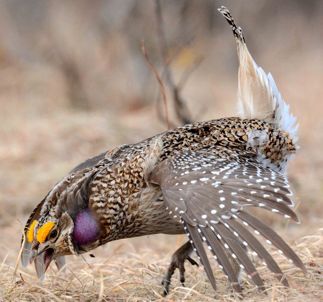 A The male sharp-tailed grouse engages in its unique mating dance upon the dried grasses of a barren. 
