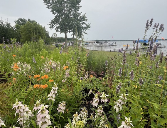 native plants on lakeshore