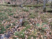 A small steam on a forest floor. 