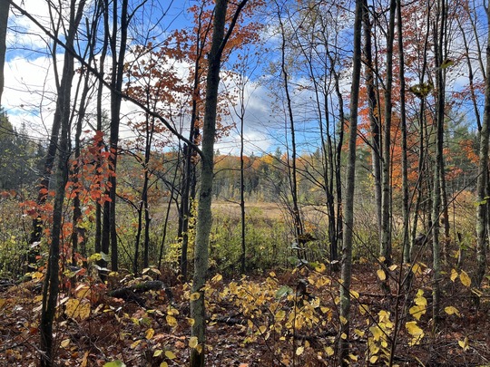 A wetland in fall, with trees displaying colorful fall foliage. 