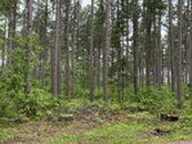 Example of a red pine stand after a harvest using the ICO prescription at Vilas County.