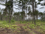 Example of a red pine stand after a harvest using the ICO prescription at Vilas County.